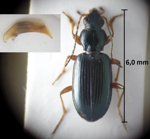 Réf. 213 119 : Bembidion decorum